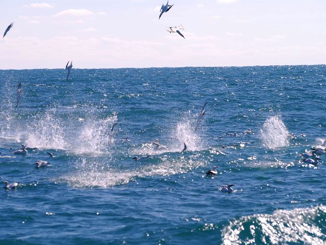 Northern Gannet Northern Gannet